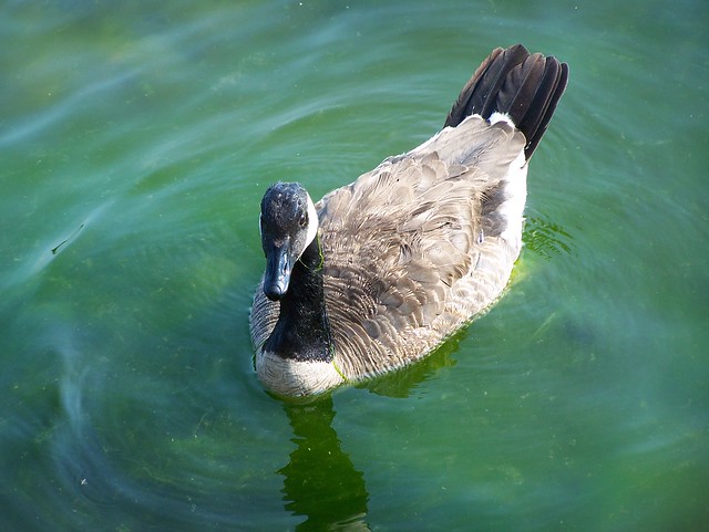 Canadian Goose in Lake Ontario