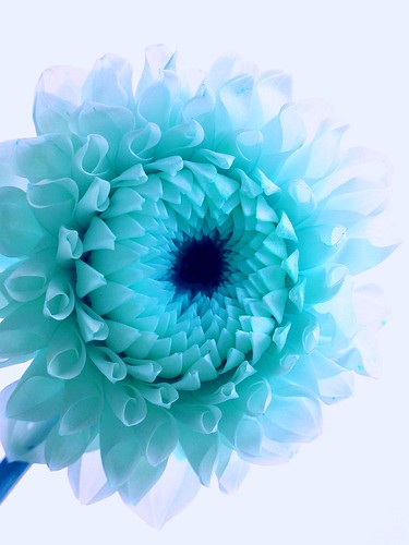 Blue dahlia | by tanakawho