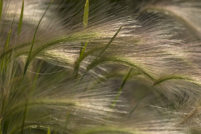 Hordeum jubatum (Poaceae)
