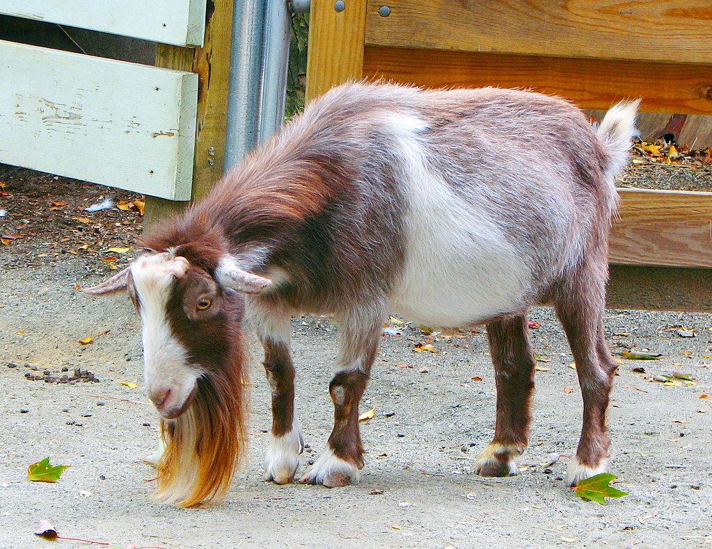 Nanny goat | Roger Williams Zoo, Providence, RI. | jude | Flickr