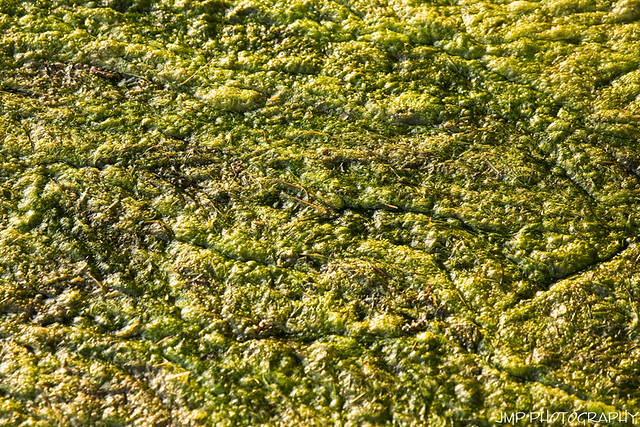 Lake Erie Seaweed
