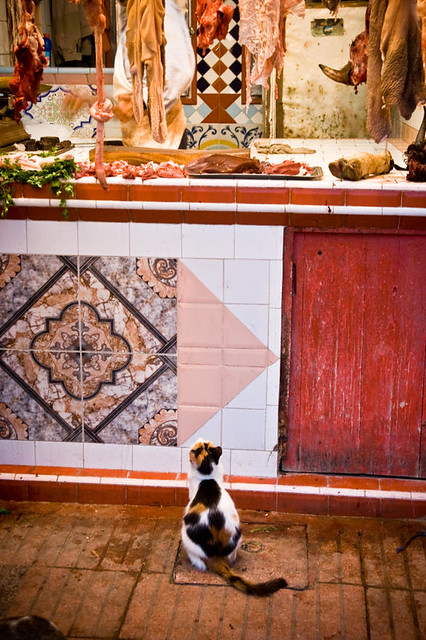 Cat & butcher's shop - 16Nov06, Essaouira (Morocco)