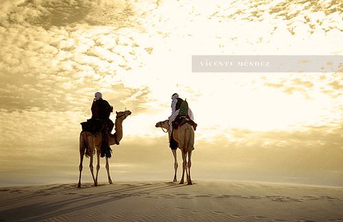 africa festival desert au dune camel mali tombouctou timbuktu duna camello tuareg dromedario