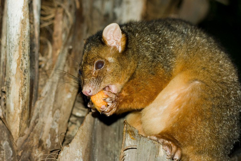 Possum Australia | Characteristics, Habitat, & Facts