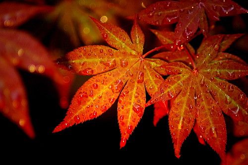 Japanese Maple... | by Flutterbye_856