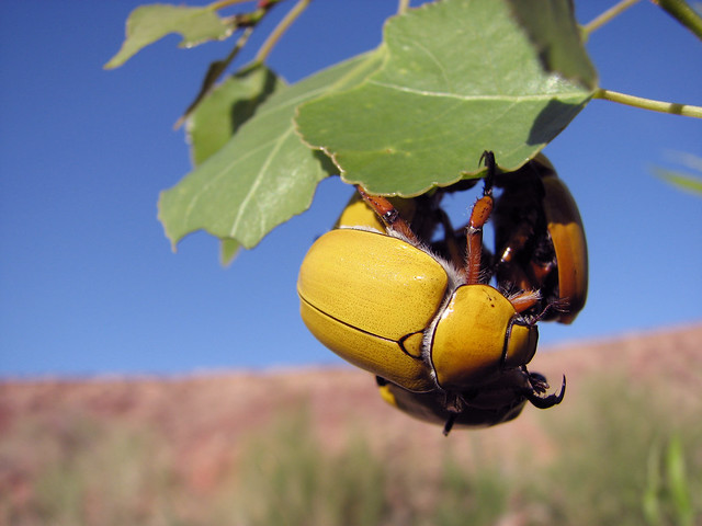 yellow beetle acrobats