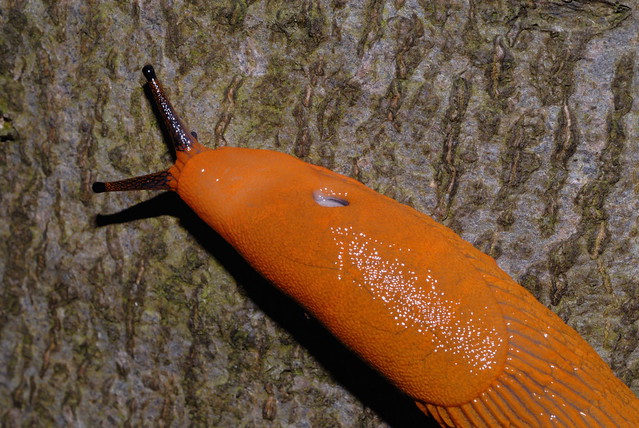 Red slug - Arion rufus - Rote Wegschnecke