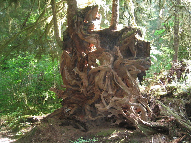 Roots Of Fallen Tree