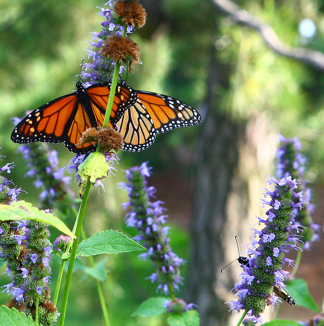 2 monarch butterflies