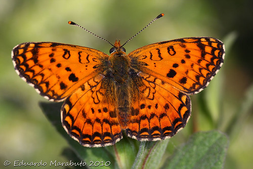 Melitaea aetherie | by EduardoMarabuto Photography