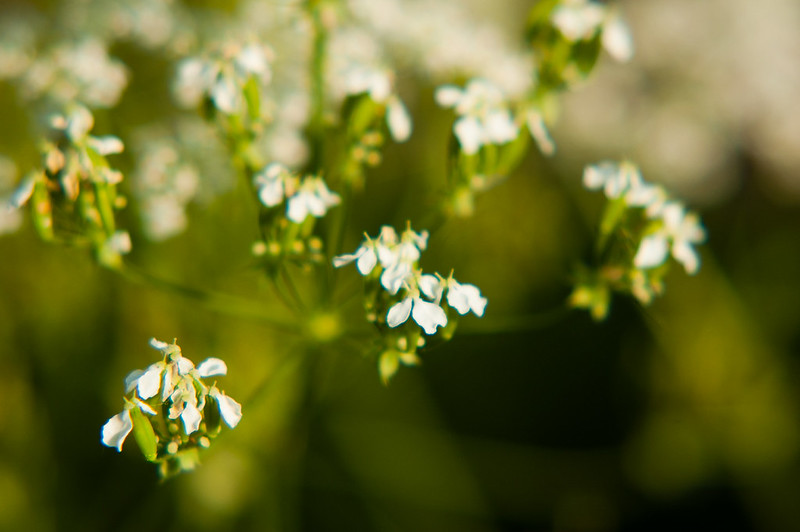 Umbellifer