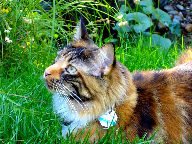 Little Romy in our garden . Maine Coon female