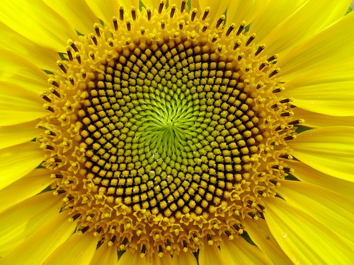 SunFlower: the Fibonacci sequence, Golden Section | by lucapost