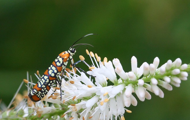 Ailanthus Moth