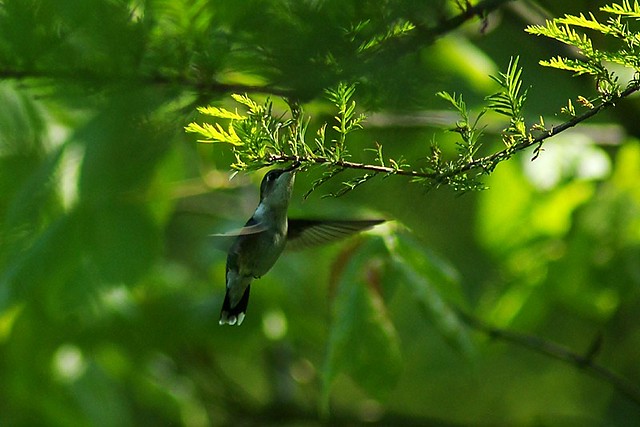 hummingbird capture