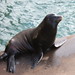 Flickr photo 'Sealion on dock in Morro Bay' by: Stylurus.
