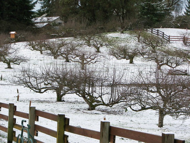 Curran Apple Orchard