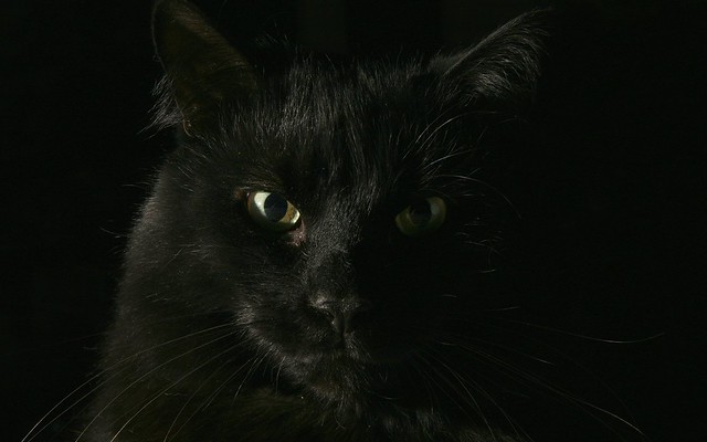 Chat noir / Black Cat