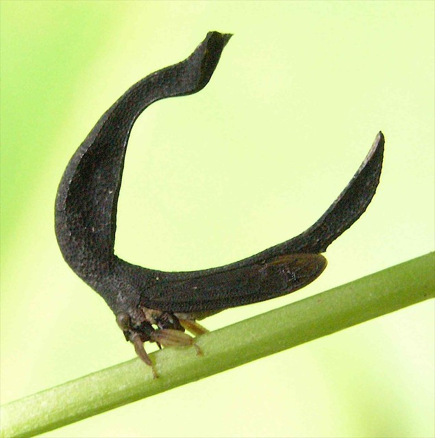 Sphongophorus ballista - a very tiny treehopper which mimics a dry leaf - Insecto pequeñito que se aparece a una hoja muerta; Parque Nacional Santa Fé, Veraguas, Panamá
