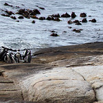 Penguins at Boulders beach