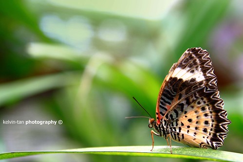 Penang Butterfly Farm by kelvinartz photography