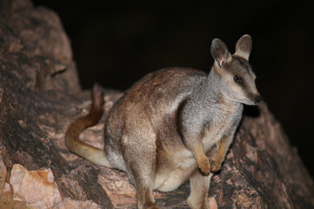 Black-flanked Rock-wallaby (Mammals of South Australia) · iNaturalist