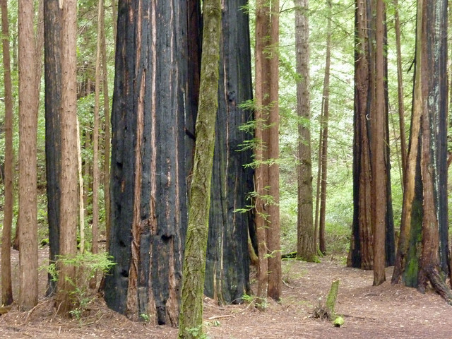 Charred Sequoias still hanging in there