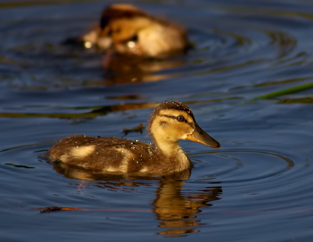 I Love Baby Ducks Fresh as the Morning Dew by Fort Photo