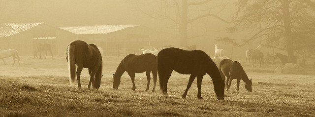 Horses in fog, Cades Cove, TN