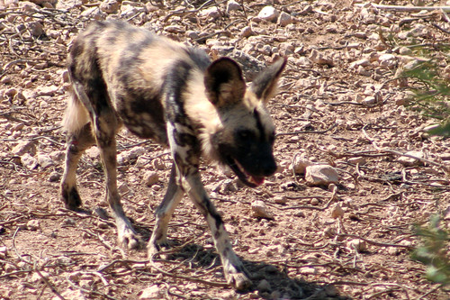 Hunting Dogs by tonypreece, It looks like an ill-fed Alsation, but this is an African Hunting Dog, or Lycaon.
They are twilight