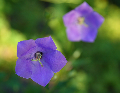Purple | Lots of flowers at Rockway... | Gary Simmons | Flickr