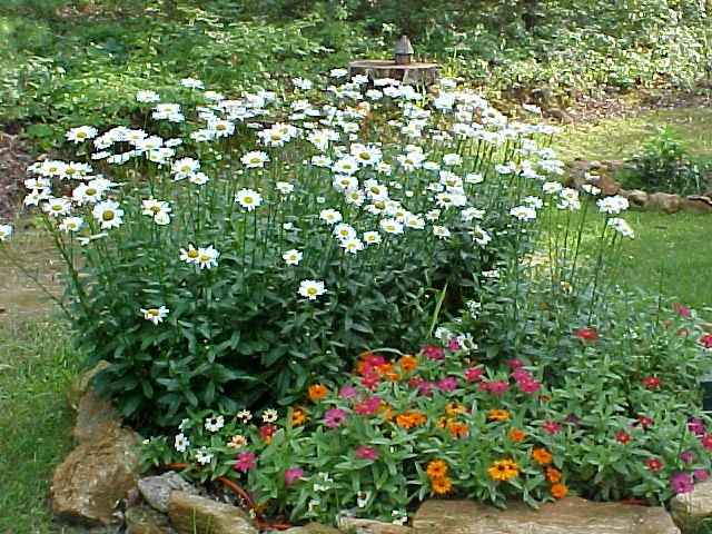 Image of Zinnias and Shasta daisies