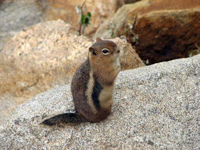Rocky Mountain NP - Squirrell