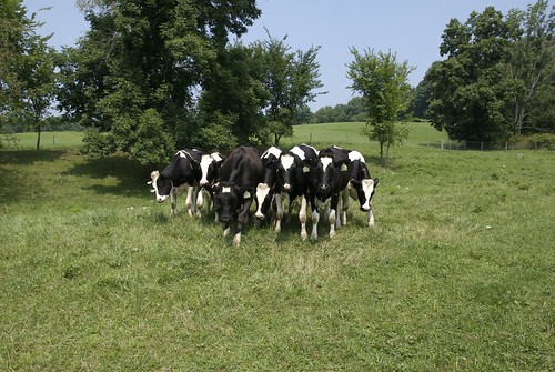 cows farm amish holmescounty