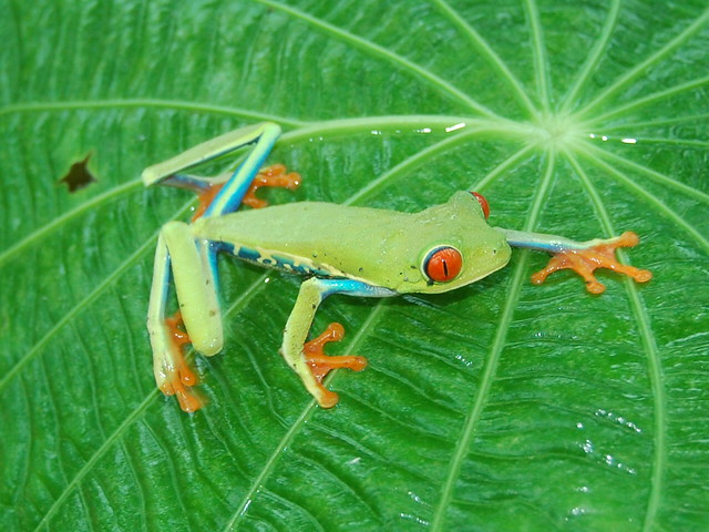Red Eyed Tree Frog ( Agalychnis callidryas). Costa Rica.
