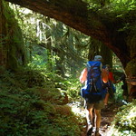 Through the Canopy