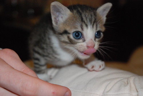 chat gourmand | by laptitebouclette