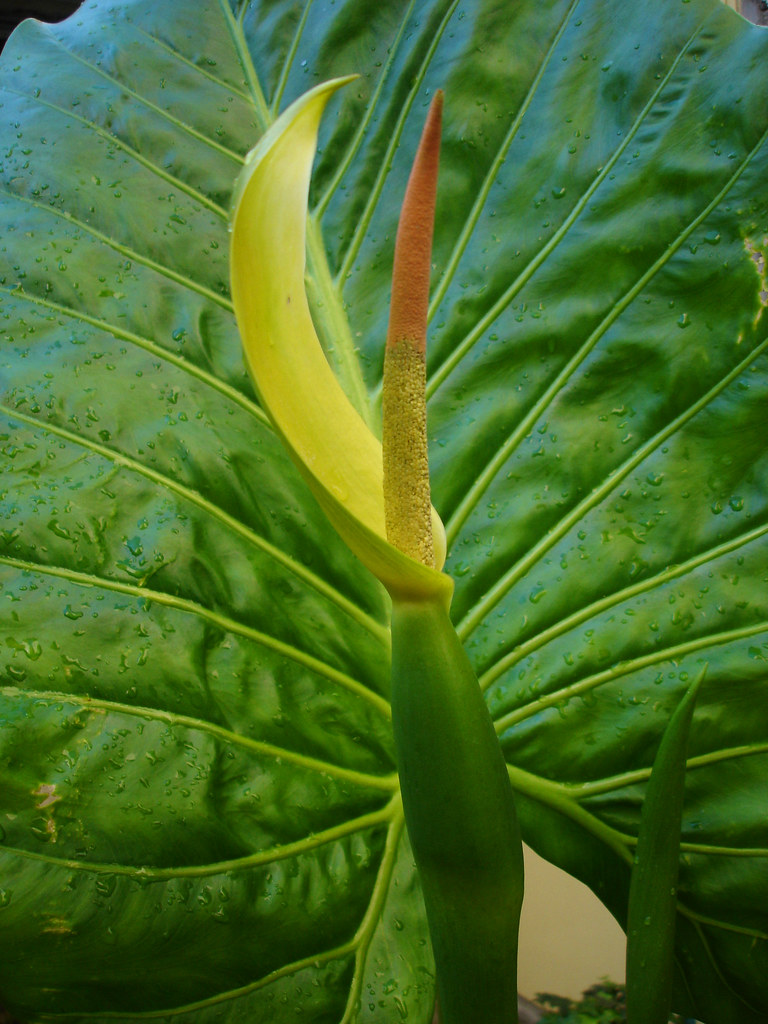 Alocasia macrorrhiza (oreja de elefante) en flor | Pablo Javier Damonte (R) | Flickr Alocasia macrorrhiza (oreja de elefante) en flor | Pablo Javier Damonte (R) | Flickr
