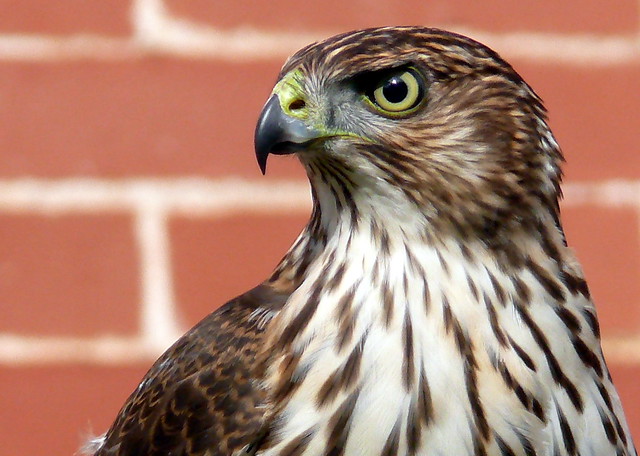 Hawk Closeup