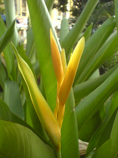 Heliconia psittacorum x spathocircinata