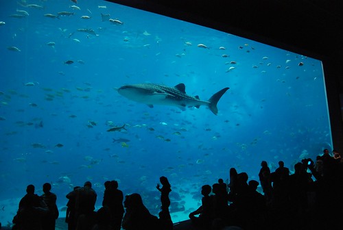 Georgia Aquarium - Watching the Whale Shark