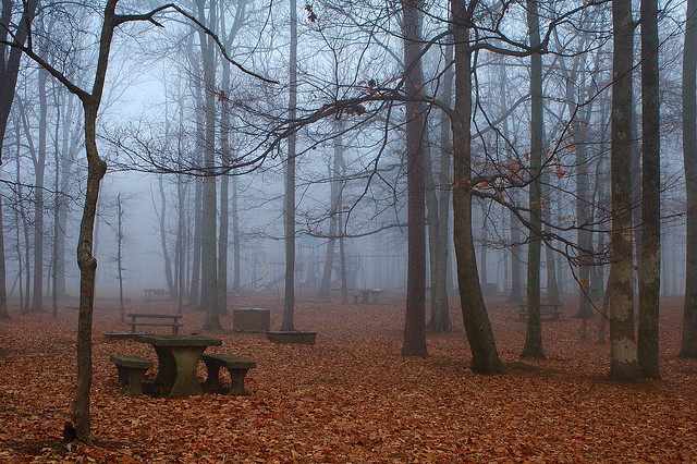 Fog in the Park.