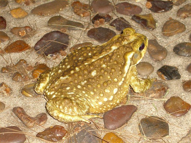 Big Toad