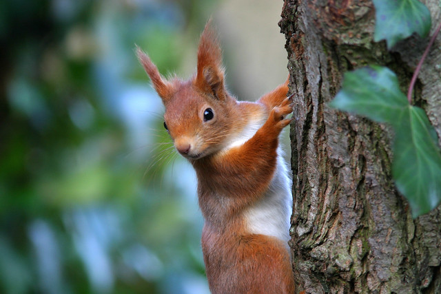 Red squirrel RSPB national calendar 2017/Red squirrel trust 2019 calendar
