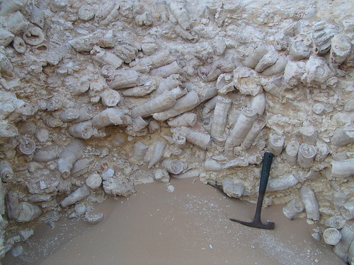 Rudists | These rudists are not in situ but probably washed … | Flickr