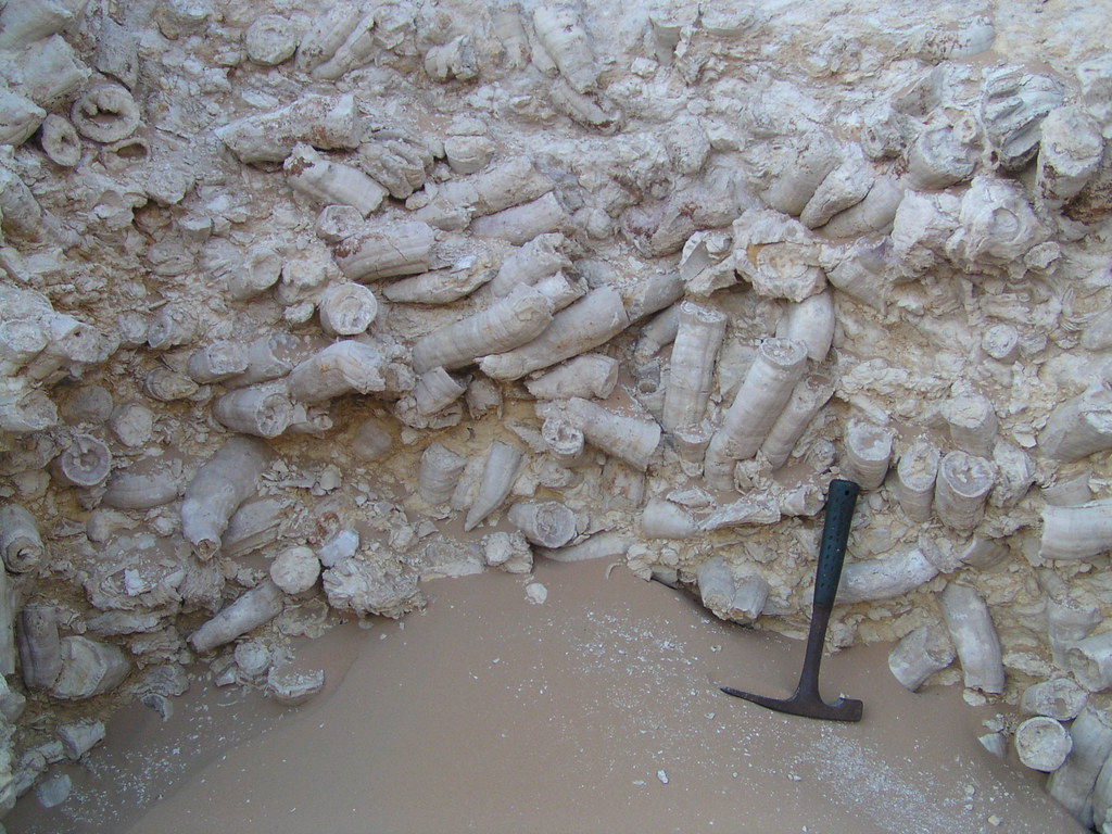 Oman Rudists Rudists | These rudists are not in situ but probably washed … | Flickr
