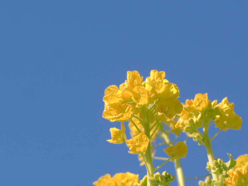 Canola