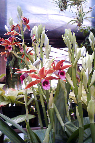 Nun's Orchid 1 | by swanfleet