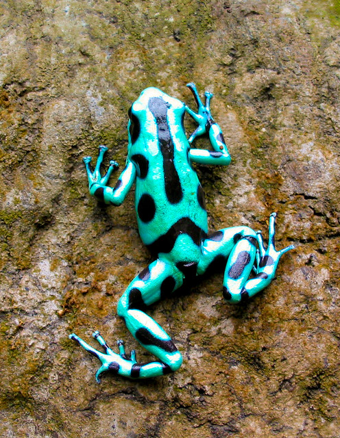 Green Poison Arrow Frog [Dendrobates Auratus]