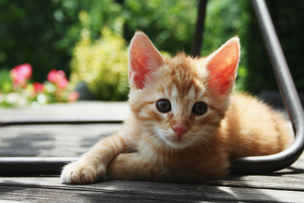 red kitten 01
